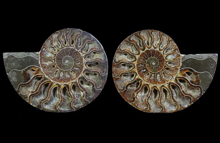 Cut & Polished Ammonite Fossil - Agatized #64967